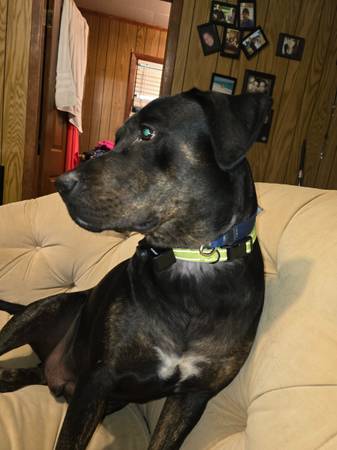 Lost Dog in Bristol