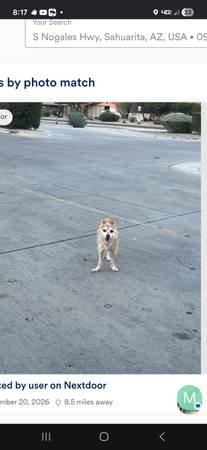 Lost dog