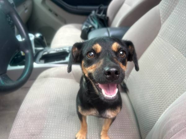 Found Dog in Tucson