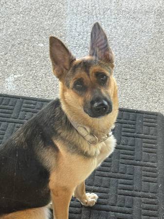 Found dog
