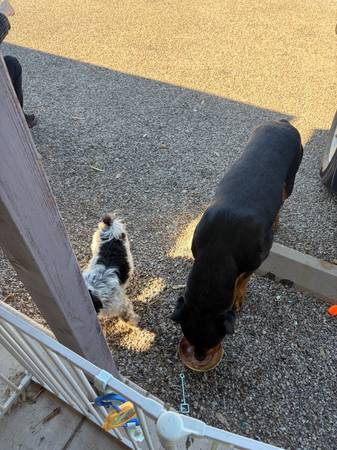 Found dog