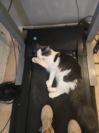 Lost cat