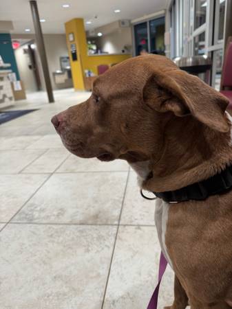 Found dog