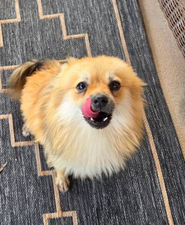 Found Dog in Tucson