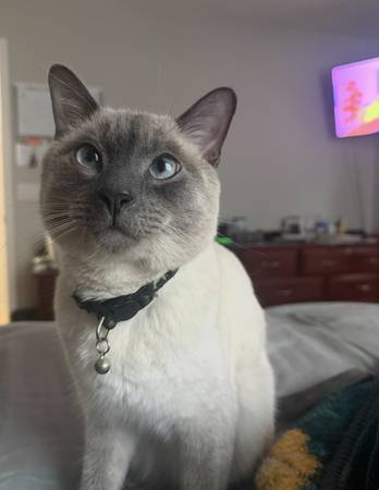 Lost Cat in Midvale Park & Irvington