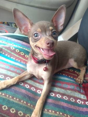 Lost Dog in Tucson
