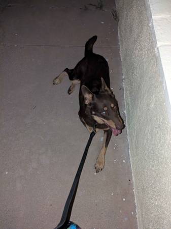 Found dog