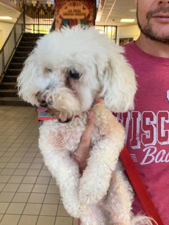 Found dog