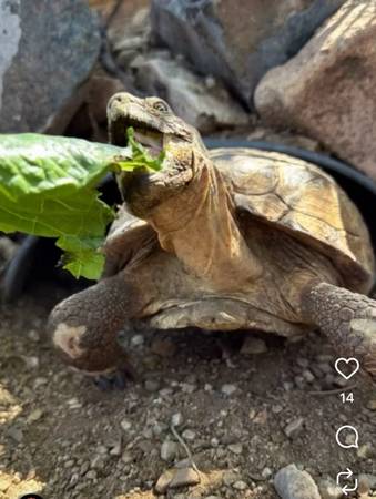 Lost Tortoise in Van Alstine