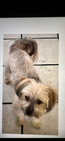 Lost dog