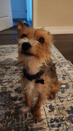 Lost Dog in Tucson