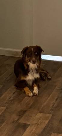 Lost Dog in Tucson