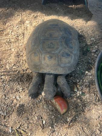 Found tortoise