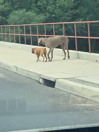 Found dog