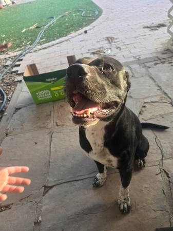 Found dog