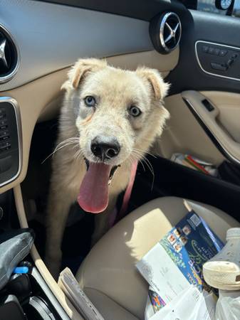 Found dog