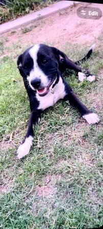 Lost Dog in Tucson