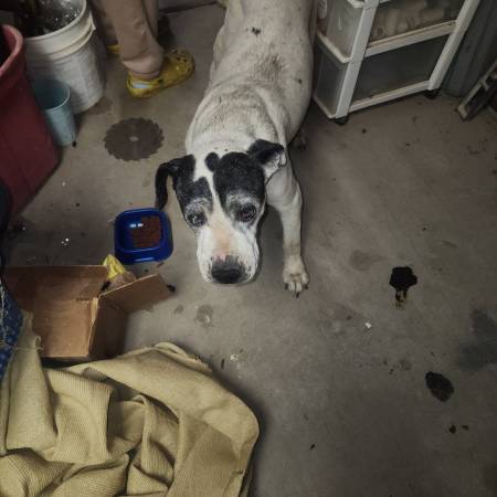 Found dog