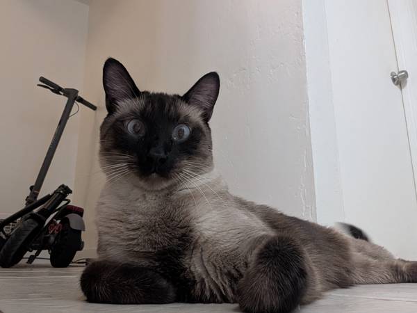 Lost Cat in Tucson