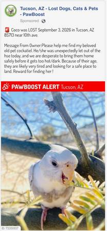 Lost Bird in Tucson