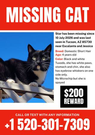 Lost cat
