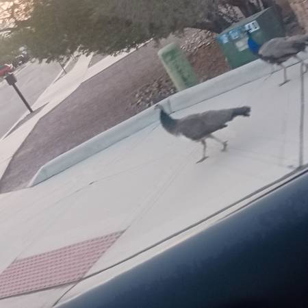 Found bird