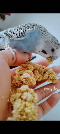 Lost Bird in Tucson