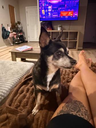 Found Dog in Sahuarita