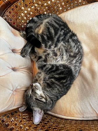 Lost Cat in Saguaro Miraflores