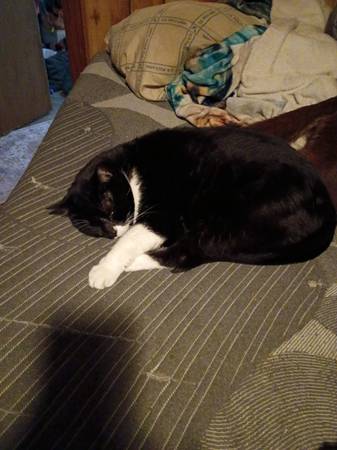 Lost Cat in Kellyville