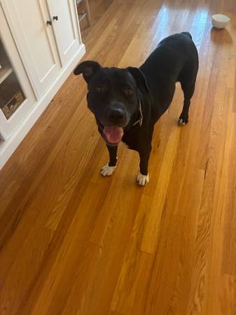 Found Dog in Tulsa