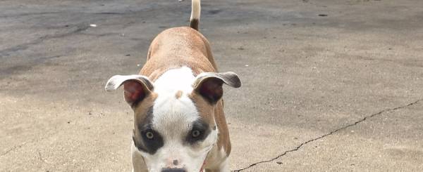 Found dog