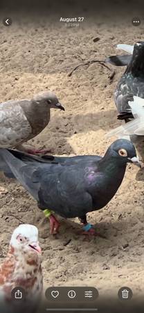 Lost Bird in Sapulpa