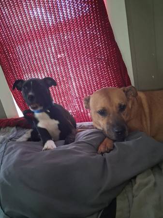 Lost Dog in Tahlequah
