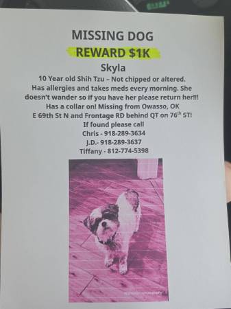 Lost Dog in Owasso