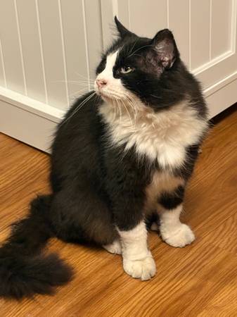 Lost Cat in Collinsville