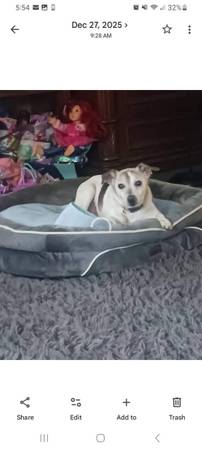 Lost Dog in Claremore