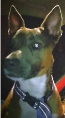 Lost Dog in Tulsa