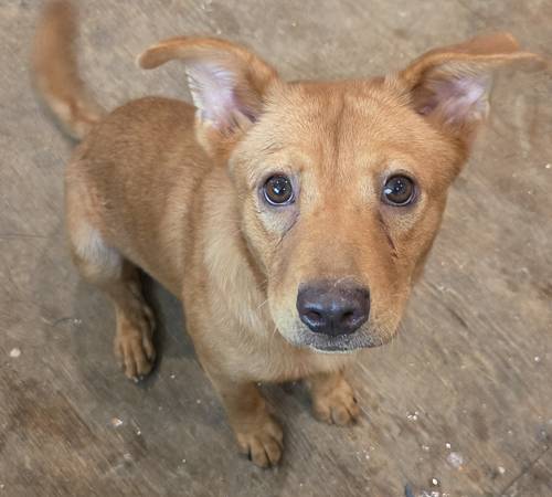 Found Dog in Henryetta
