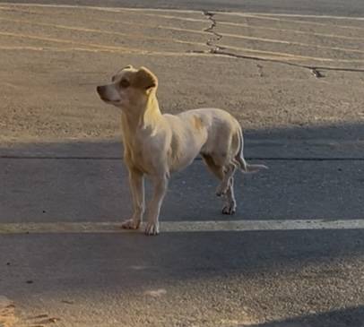 Found Dog in Shoshone
