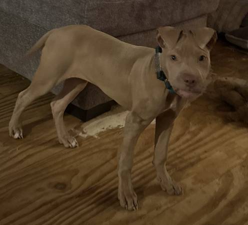 Lost Pet in Waycross