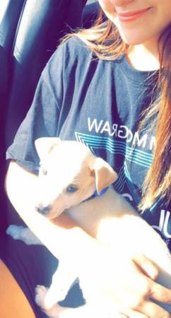 Found Dog in Valdosta State University