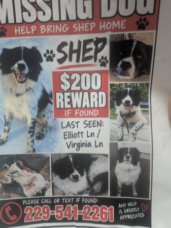 Lost dog