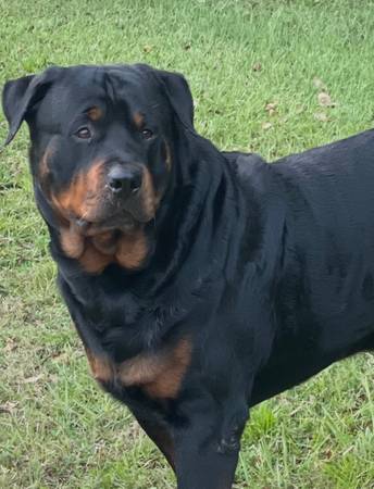 Lost Dog in Madison