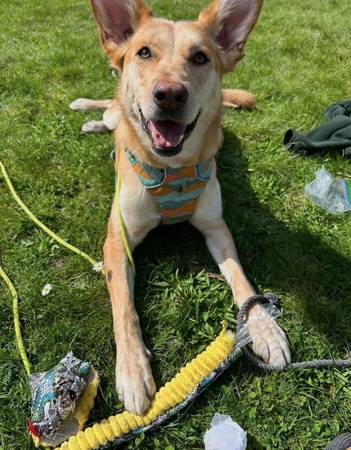 Lost Dog in Vancouver