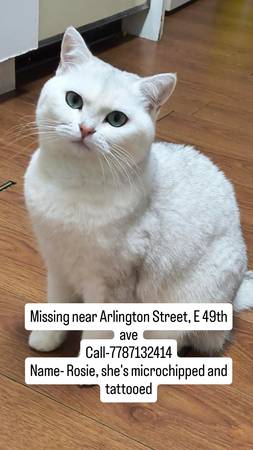 Lost Cat in Vancouver