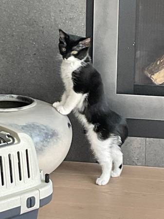 Lost cat