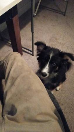 Lost Dog in Vancouver