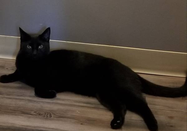 Lost Cat in Surrey
