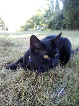 Lost cat